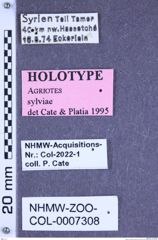 Etiketten zu Agriotes sylviae (Cate & Platia, 1997) (NHMW-ZOO-COL-0007308)